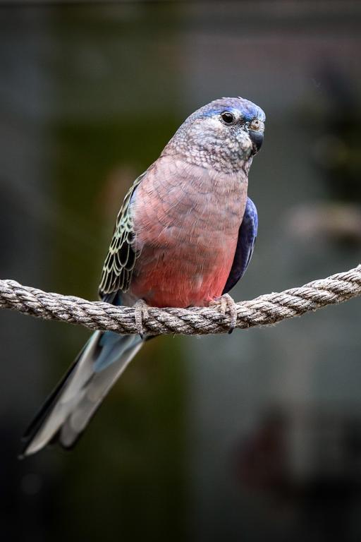 Chambres D'Hotes- Lille Aux Oiseaux エクステリア 写真